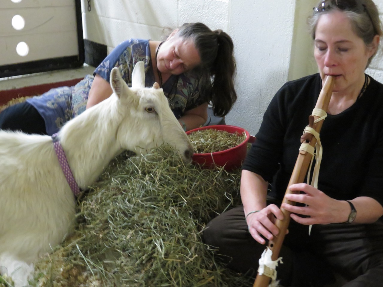 img_goat_and_flautist_2.webp