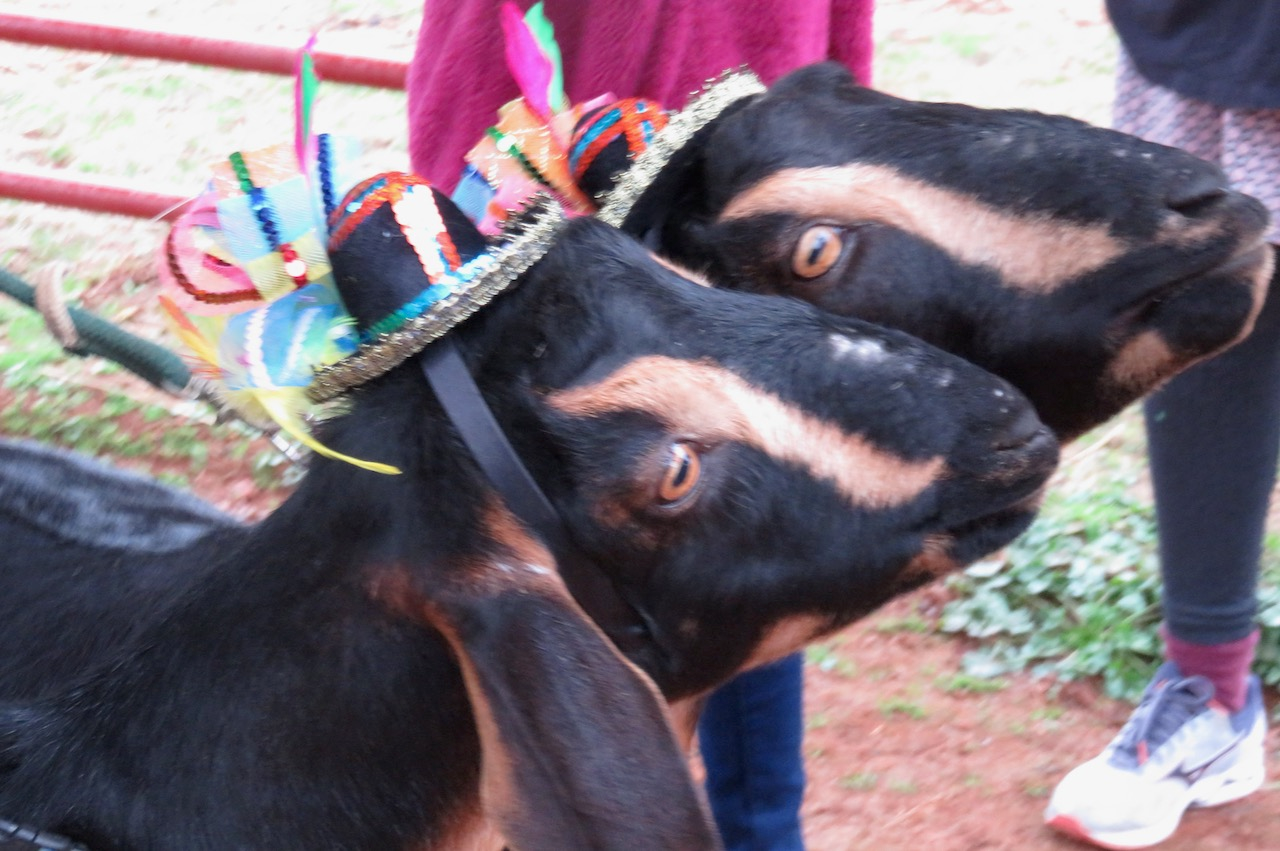img_goat_twins_with_hats.webp