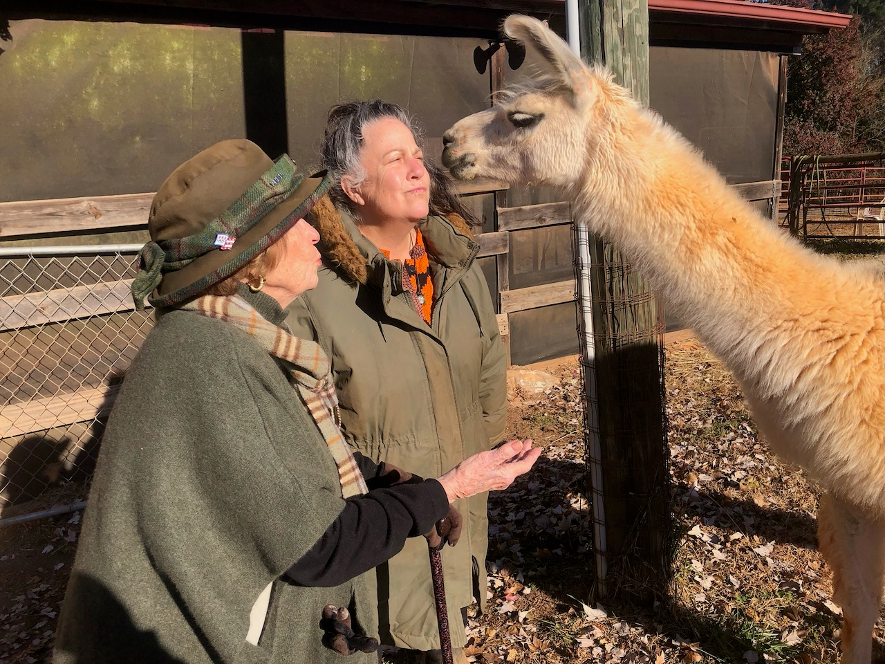 img_llama_with_people_3.webp