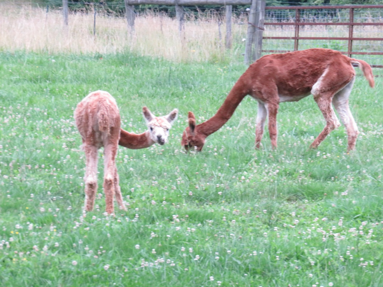 img_llama_with_young_3