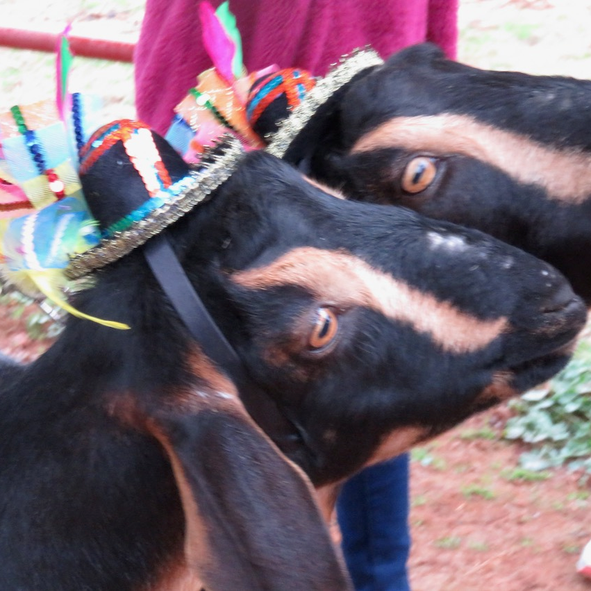 img_goat_twins_with_hats.webp